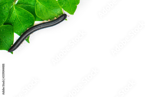 Black millipede julida on the leaf close up. Exotic pet centipede. photo