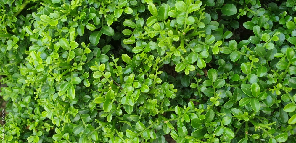 Fototapeta premium Greener small leaf plants for backgrounds