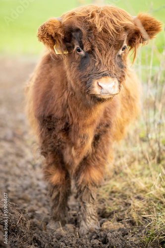 Highland cattle is reared primarily for beef