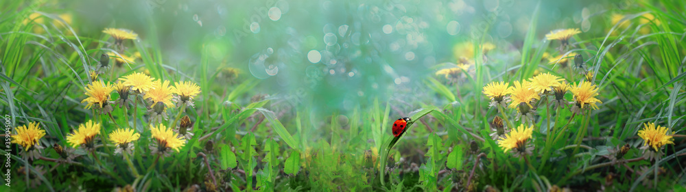 Wide banner. Beautiful wallpaper ladybug crawls on a leaf of grass among dandelions