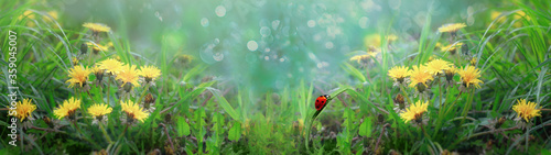 Wide banner. Beautiful wallpaper ladybug crawls on a leaf of grass among dandelions
