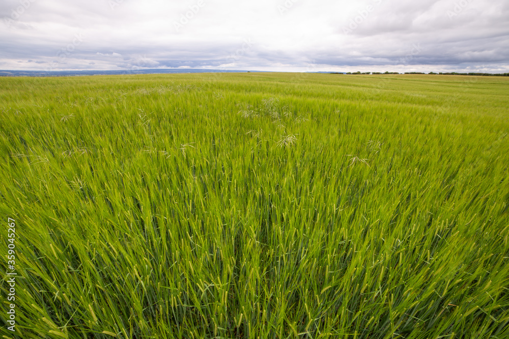 Fototapeta premium green wheat field