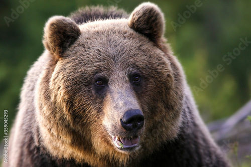 Wallpaper Mural Brown bear portrait. Side view of bear face. (Ursus arctos) Torontodigital.ca