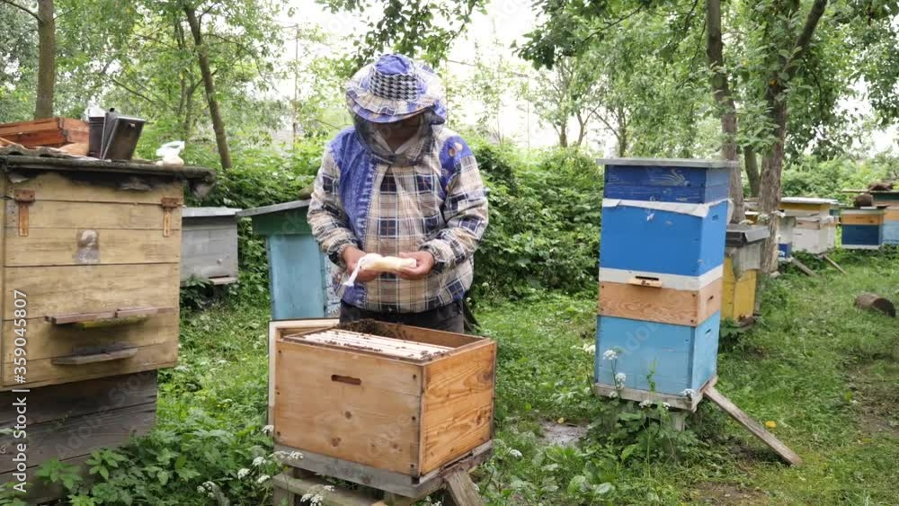 A beekeeper works near the bees. Work with beehives. A beekeeper works near the bees. Work with beehives.