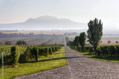 Beutiful green vineyard with Devin and Palava mountains in background on banks of Nove Mlyny water reservoir near Pavlov, South Moravia, Czech Republic, sunny summer day