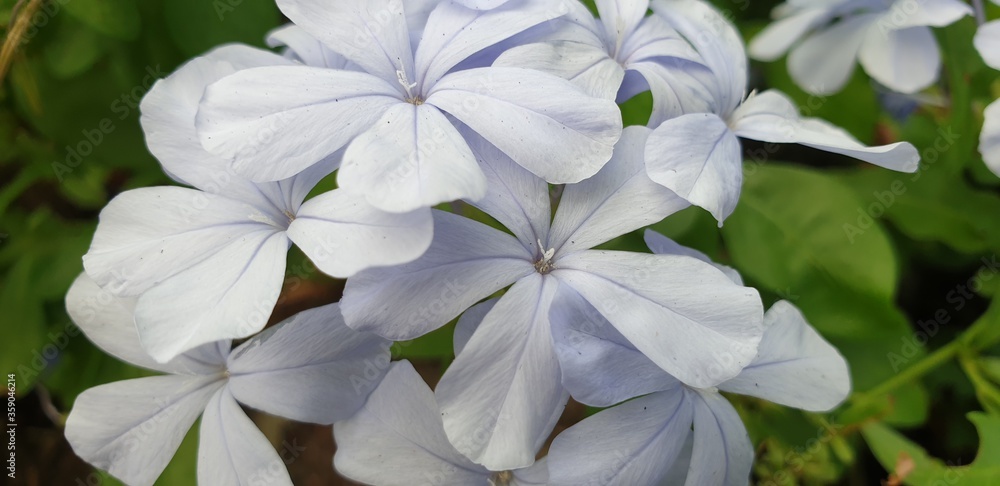 Colorful blue mixed white flower