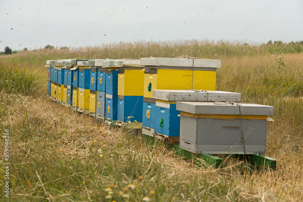 Colored wooden beehives in sunflower field Colored wooden beehives in sunflower field