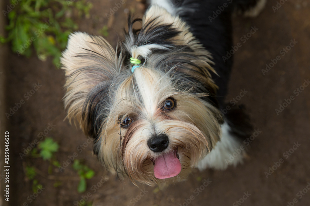 Dog breed Yorkshire Terrier for a walk. The dog is smiling. The dog is looking up.