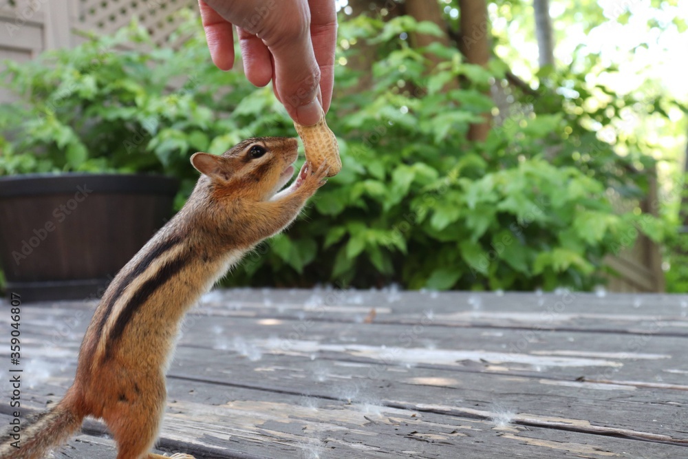 chipmunk reaching for peanut chipmunk reaching for peanut