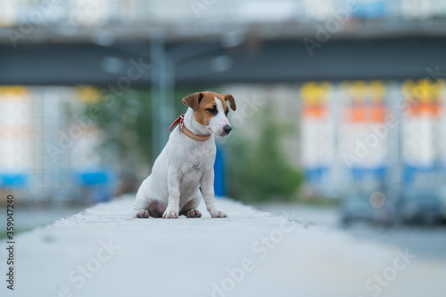 A frightened frightened puppy sits alone on a parapet. A sad little dog got lost on a street in the city. Funny Jack Russell Terrier lonely outdoors.