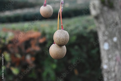 Bare branch with fruit of Davidia Involucrata Vilmoriniana, the dove or ghost tree. photo