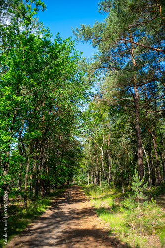 Fototapeta Naklejka Na Ścianę i Meble -  Summer vacation destination in Europe, green Kempen forest and meadows in North Brabant, Netherlands in sunny day