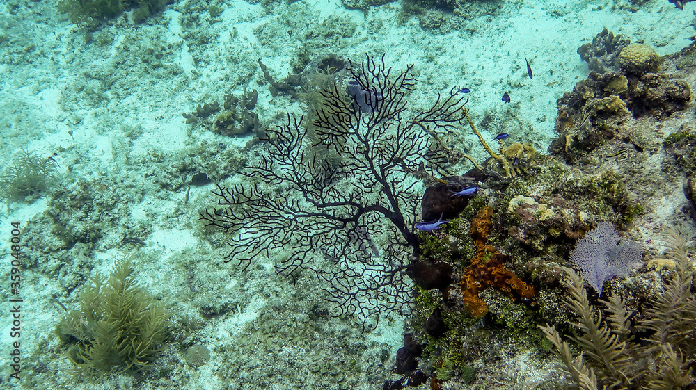 black coral