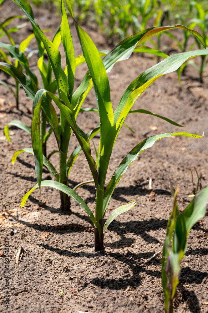 Young green sweet corn plants growing on farm field Young green sweet corn plants growing on farm field