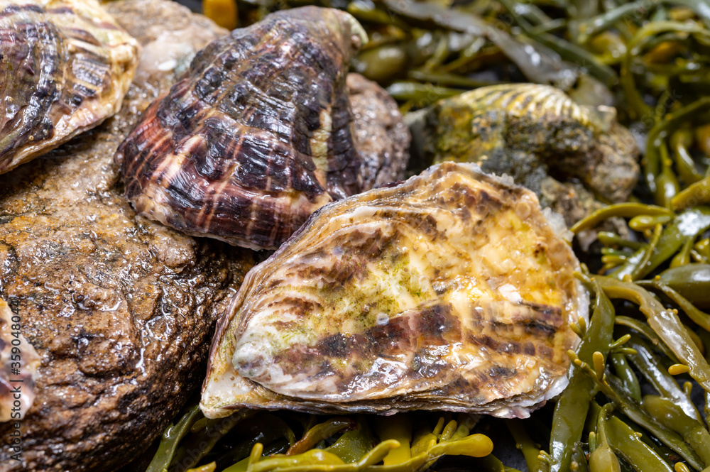 Fresh pacific or japanese oysters molluscs on stone with kelp seaweed background