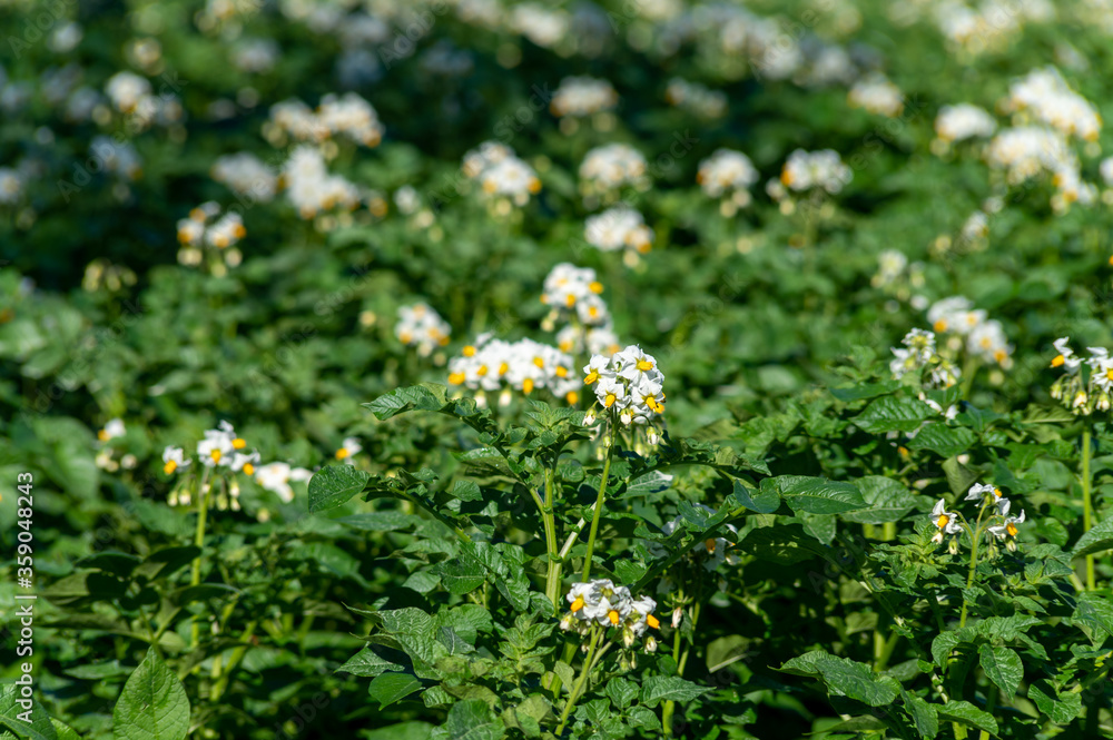 Farming in Netherlands, blossoming potato field in sunny day Farming in Netherlands, blossoming potato field in sunny day