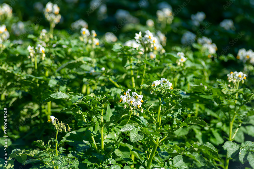Farming in Netherlands, blossoming potato field in sunny day Farming in Netherlands, blossoming potato field in sunny day
