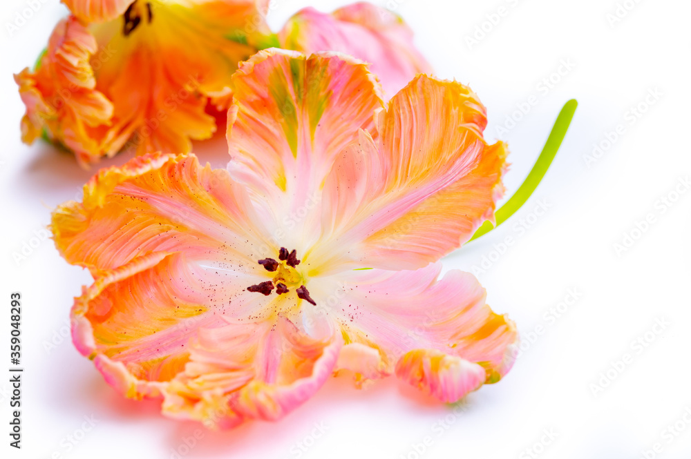 Fototapeta premium Colorful pink salmon parrot tulips on white background, floral concept