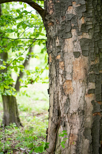 Tree trunk with bark peeling off. Green foliage. Forest. 