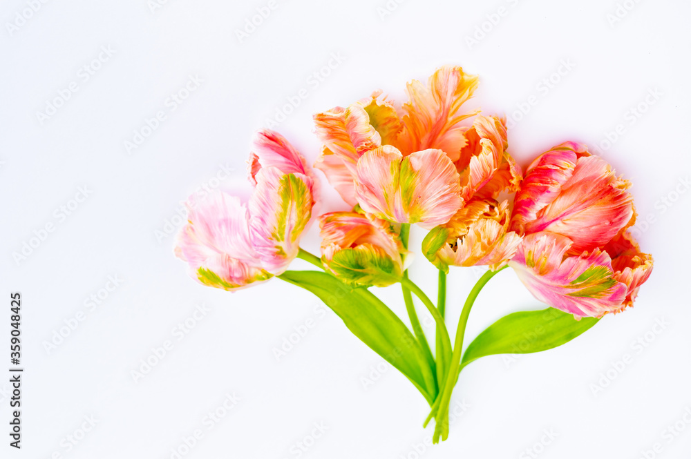 Colorful pink salmon parrot tulips on white background copy space top view Colorful pink salmon parrot tulips on white background copy space top view