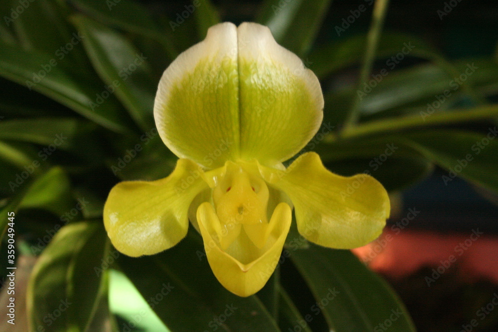 beautiful yellow and white pelican orchid on the porch of a house