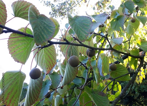 Branches with green leaves and fruits of Davidia Involucrata Vilmoriniana, the dove or ghost tree. photo