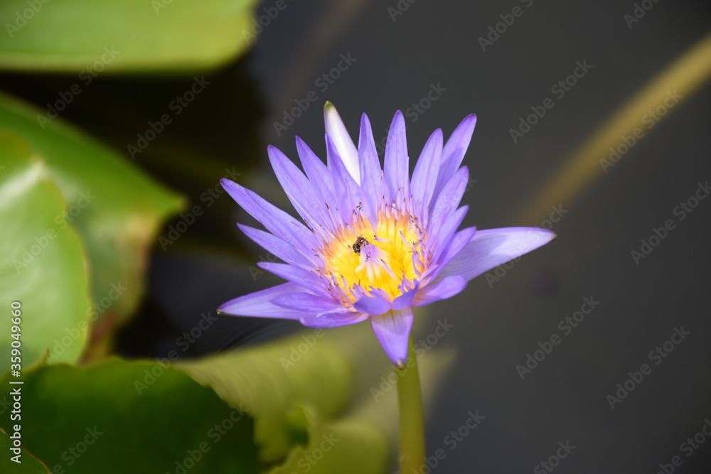 Purple lotus flower is being sucked by honey bees Purple lotus flower is being sucked by honey bees
