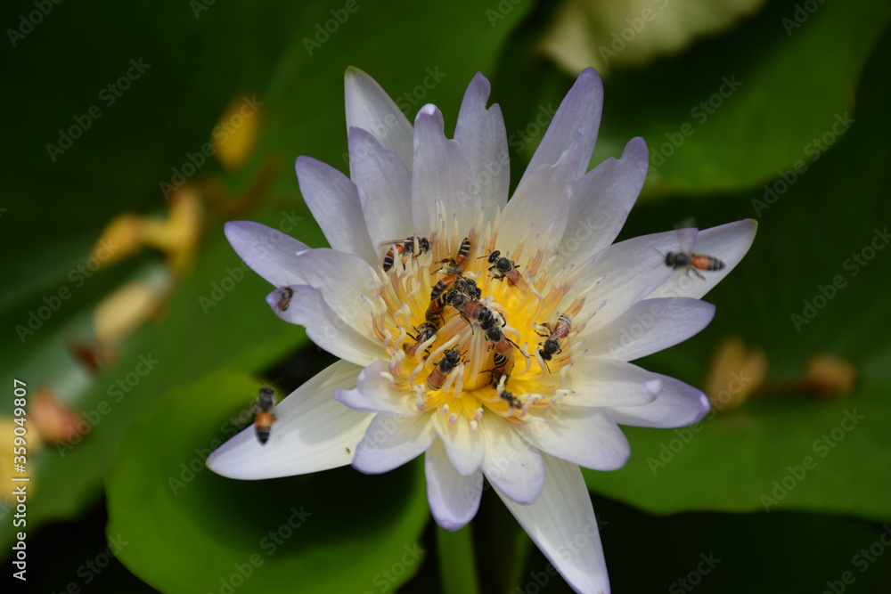 White lotus flower is being sucked by honey bees