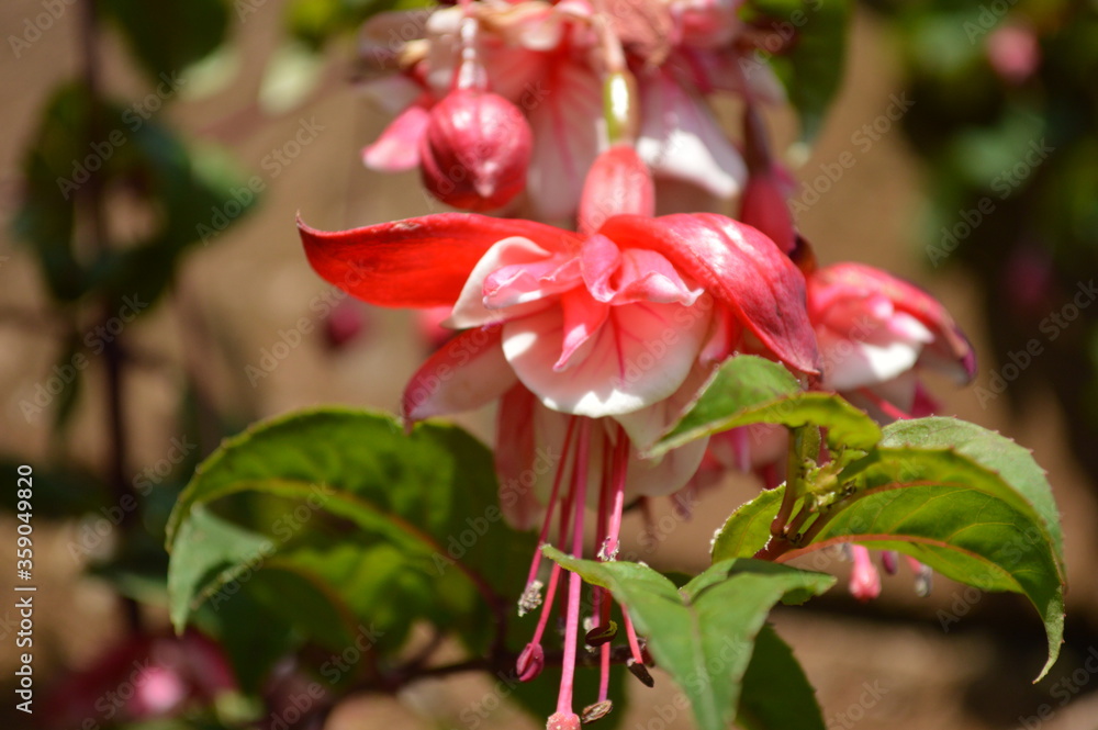 Closeup of the beautiful pink fuchsia in the garden of a house