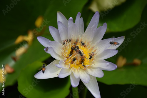 White lotus flower is being sucked by honey bees