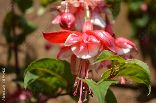Closeup of the beautiful pink fuchsia in the garden of a house © LuisErnesto