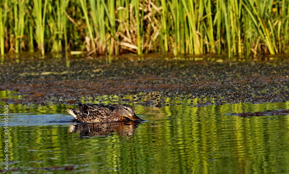 Mallard duck.Natural scene from Wisconsin conservation area.The photo was taken at sunset at the golden hour. Mallard duck.Natural scene from Wisconsin conservation area.The photo was taken at sunset at the golden hour.