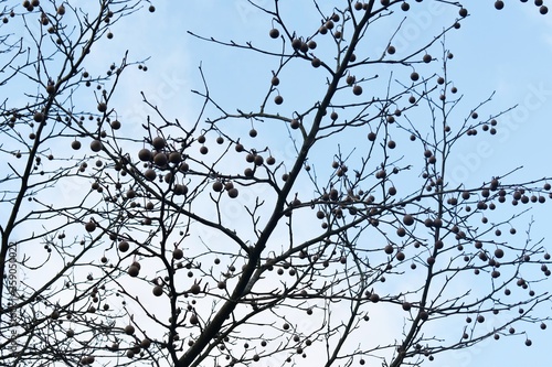 Bare branches with fruits of Davidia Involucrata Vilmoriniana, the dove or ghost tree, against blue sky. photo