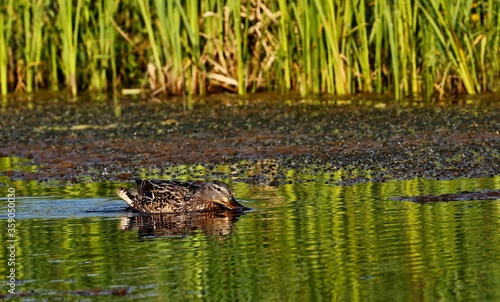 Mallard duck.Natural scene from Wisconsin conservation area.The photo was taken at sunset at the golden hour.