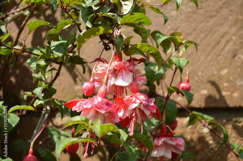 Obraz na płótnie Closeup of the beautiful pink fuchsia in the garden of a house w salonie