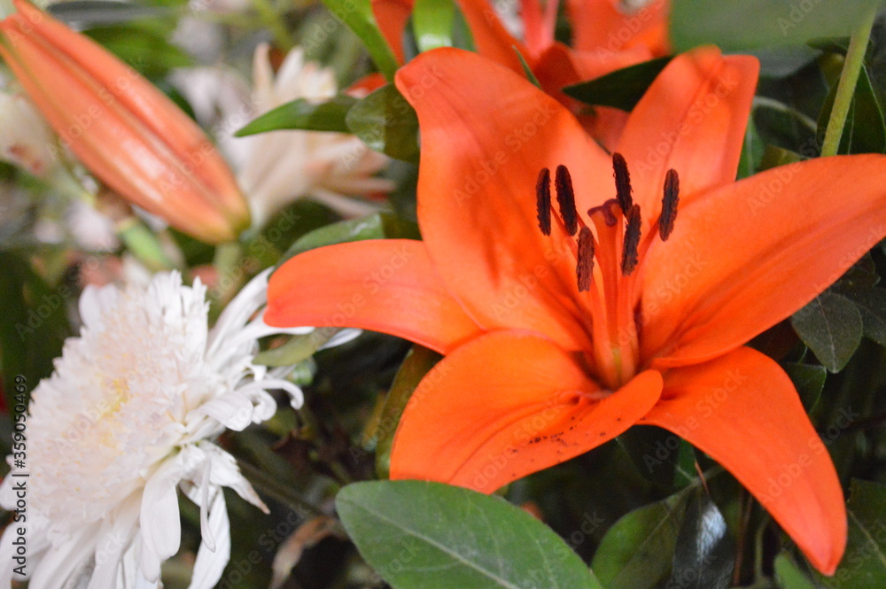 Close-up of a white chrysanthemum and an orange lily in beautiful flower arrangement