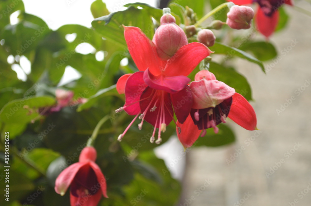 Closeup of the beautiful pink fuchsia in the garden of a house