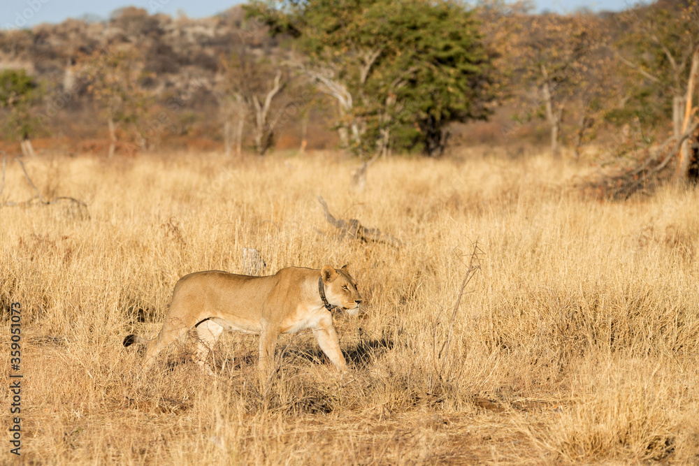 Lioness (Panthera leo) with a tracking collar on the prowl in early morning, near Etosha National Park, Namibia. Lioness (Panthera leo) with a tracking collar on the prowl in early morning, near Etosha National Park, Namibia.