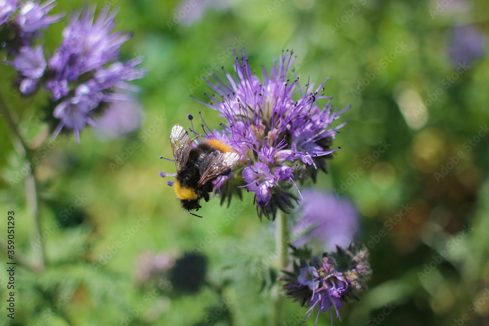 Bumble bee finding nectar on a purple flower in sunshine Bumble bee finding nectar on a purple flower in sunshine