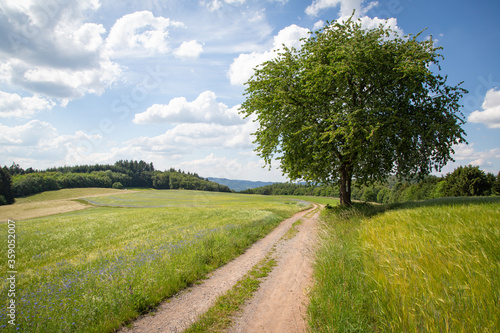 Wallpaper Mural View of the landscape of the low mountain range Odenwald with a free-standing tree on a hiking trail. Hilly landscape in the background Torontodigital.ca