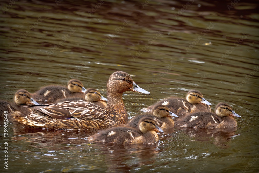 Wild duck with fluffy ducklings floats on the river Wild duck with fluffy ducklings floats on the river