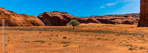 A view of a lone tree in desert plain in Monument Valley tribal park in springtime