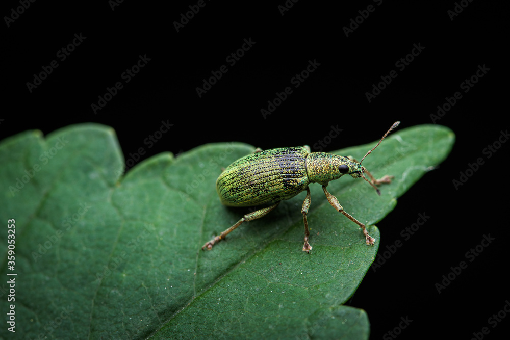 Fototapeta premium Green Weeble