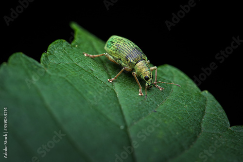 Green Weeble on leaf © AyKayORG
