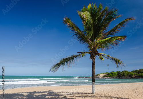 Fototapeta Naklejka Na Ścianę i Meble -  tropical beach with palm trees - Coqueiro - Barra de Camaratuba - Paraíba