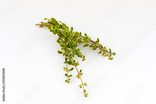 herbs fresh from the garden - rosemary on a white background