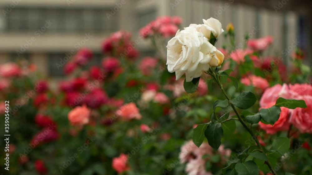 The wind shakes an isolated white rose flower on the background of many multi-colored colorful flowers The wind shakes an isolated white rose flower on the background of many multi-colored colorful flowers