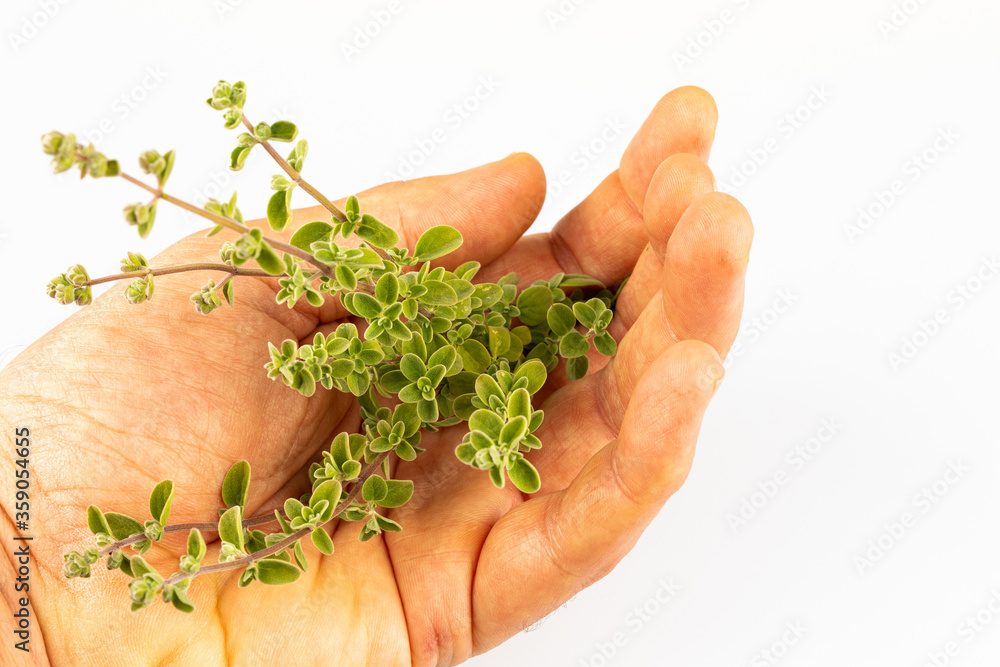 herbs fresh from the garden - rosemary in a hand