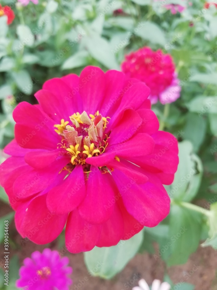 Obraz premium Flower are wolrd