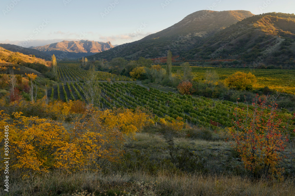 Naklejka premium Valley with a vineyard.